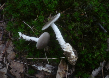 Grauer Scheidenstreifling (Amanita vaginata)